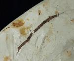 Myrica lignitum (UNGER 1847) & Daphnogene polymorpha ETTINGSHAUSEN 1851 - Bild © FossNet FossilienStore
